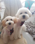 귀여워  비숑프리제  비숑  follow  개스타그램  maltipoo  개  bichon  bichonfrise  instafamous   멍뭉이  like  daily... 