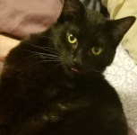 검은 고양이에 있는 사랑 이님의 핀 | 검은 고양이, 고양이