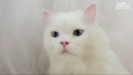 코코 Coco 졸귀 Cute❤