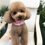 심쿵 여자인척 용인에 위치해있는 멍발소인데요 포토존이 짱이네요  심쿵 여자인척 용인에 위치해있는 멍발소인데요 포토존이... 