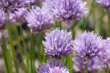 차이브 골파 꽃 Chive flower | 꽃