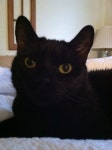 Our beautiful Emm  - adopted 10-30-2013 | 검은 고양이, 고양이