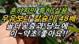 약초에 있는 지후 박님의 핀 - 2020(이미지 포함) | 약초, 건강 운동, 건강