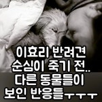 새콤달콤 충전소😽 on Instagram: ㅜㅜㅜ 너무 짠하다.. . . . . #이효리 #애견미용 #애견카페 - 2022 | 충전소, 애견, 미용