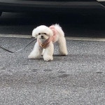 아 들어가기 실타고  왜 벌써 들어가냐고 | Funny animals, Dogs, Animals