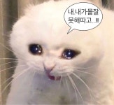 내가몰 잘못해따고!!! - 2022 | 회색 고양이, 동물 밈, 귀여운 아기 고양이