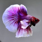 Follow us on instagram @aquascaperorg / facebook.com/aquascaper.org. Visit our site : www.aquascaper.org to get update information... 
