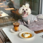 #나래할매왜귀여운지설명좀 #나름 #개이트  #강아지 #멍멍이 #댕댕이 #말티즈 #반려견 #maltese #일상 #카페 #동인천카페 #애견동반카페... 