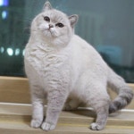 폴라 #브리티쉬숏헤어 #브리티쉬캐터리 #캐터리 #캐논 #캣스타그램 #펫 #펫스타그램 #고양이 ... Follow us on Instagram :D... 