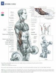 Pin by LAB 미술학원 강남본원 on weight training 피트니스 운동 | Bodybuilding workouts, Strength training workouts, Biceps workout
