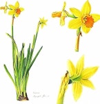 수채색연필로 그린 수선화(Narcissus)#보타니컬아트#나르시스#botanical in 2020 | Botanical watercolor, Botanical painting... 