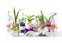 Unique Wedding Bomboniere and Plant Bomboniere - Flourish Bomboniere | 포장법, 테라리움