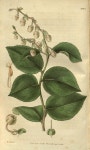 botanical prints에 있는 Sunju Choe님의 핀
