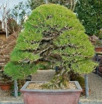 Pin von 슈퍼맨 auf Bonsai insp2020