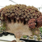 An amazing cristate Aeonium ! | 다육 식물, 식물, 꽃