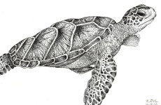 Turtle(이미지 포함) | 거북, 해골, 벽화