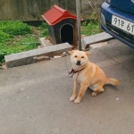 vscopicture#vsco#vscocam#picture#instagram#landscape#풍경#풍경스타그램#view#nature#봄#강아지#멍스타그램#puppy#… | Tos