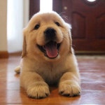 an animal에 있는 Mb Kim님의 핀 | 귀여운 개, 강아지, 애견