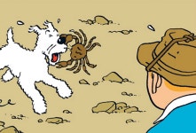 Pin de pak en 틴틴 en 2020 | Tintin, Tintin y milu, Las aventuras de tintin