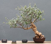 if I cant build a real treehouse, then I will grow bonsai, specifically for the worlds most awesome treehouse in miniature... 