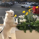 핸드폰 배경화면에 있는 밍구님의 핀 | 개와 고양이, 강아지, 동물