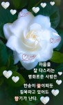 양정옥에 있는 양정옥님의 핀 - 2023 | 좋은 아침 인사, 아침 인사