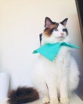 #cute #blueeyes #ragdoll #meow #ragdollsofinstagram #kitten #cat #tabby #냥이 #랙돌 #개냥이 #인스타캣 #캣스타그... in 2020... 