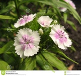 White sweet william stock image. Image of grass, botanic - 16378675(이미지 포함) | 색연필