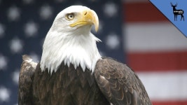 eagles america - Google 검색 | 흰머리수리, 동물