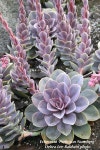 100+ Echeveria Photos, Labeled | Succulent Design in Gardens, Containers, More | 다육 식물, 꽃, 식물 가꾸기