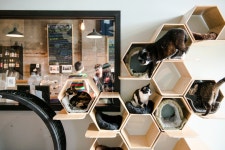 Portland’s Only Cat Cafe Is Reopening Under New Ownership  Willamette Week Purringtons Cat Lounge has cashed in one of its nine... 