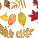 수채화 illustrator에 있는 핀