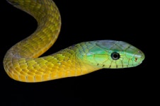 뱀에 있는 AhReum Han님의 핀 | 뱀