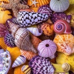 Pin von 리치메이커 대표 auf 상품 이미지컷 | Bastelarbeiten, Muschelkunst, Basteln mit muscheln