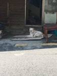 봉천동 복돌이
