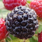 고창흙쟁이가 직접 재배하는 고창 해풍복분자♡  010 4965-8727 문의 주세요 #고창흙쟁이 #고창복분자 #복분자가격 #유기농복분자 #복분자... 