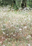 . #meadowgarden #meadow #garden #queen #annes #lace | 꽃