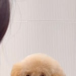 374K likes, 1,464 comments - 몽톡펫살롱 반려견미용실 🇰🇷✂️ (@mongtalk_petsalon) on Instagram: 꼬꼬마 애기 꼬미... 