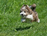 @Neferast pups puppy puppies dogs doggies cute 강아지 개 멍멍이 너무귀여워요 귀여운 ..... 