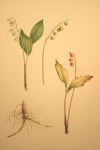 Botanical Art by Maya Thomi | 꽃