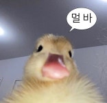 내가 만듦 불펌, 재업 금지 | 동물 사진, 웃긴 동물 사진, 귀여운 동물 밈