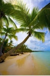 Plage Bavaro | 경치, 풍경 사진, 야자수 해변