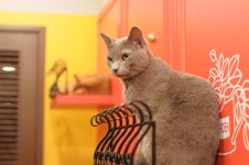 고양이 카페 | 고양이 카페, 고양이