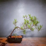 My Bonsai Diary에 있는 핀