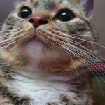 #일상기록#집사일상#냥이#냥스타그램#cat#catstagram #돼냥이... #일상기록#집사일상#냥이#냥스타그램#cat#catstagram #돼냥이#개냥이... 