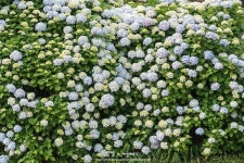 [New] The 10 Best Photography Ideas Today (with Pictures) -   거제 수국 꽃길 그리고 바다. . . . #방쌤 #수국 #거제 #수국길... 