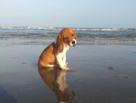 Lemon Beagle at the beach. | 비글