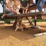 시바견 #시바이누 #시바견계피 #cinnamon #계피 #시나모니 #상암애견놀이터 #해맑… | Instagram posts, Photo, Instagram photo