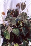 Philodendron scandens micans (Purchased from Wal-mart) | 식물, 정원, 테라리움