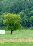 신록의 계절로 | Country roads, Golf courses, Country